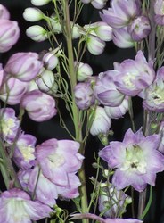 Delphinium Guardian Lavender — photo 2